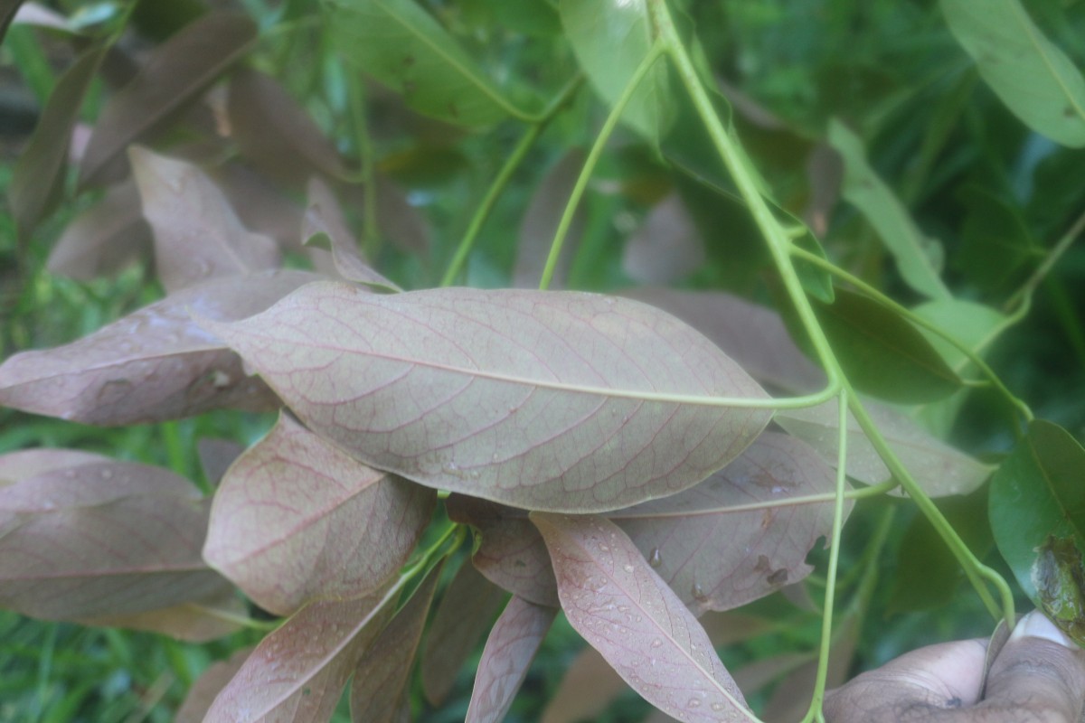 Litsea ovalifolia (Wight) Trimen